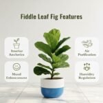 Fiddle-leaf fig/ Ficus lyrata Plant (Sapling) - Image 3