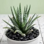 Haworthia Plant - Image 3