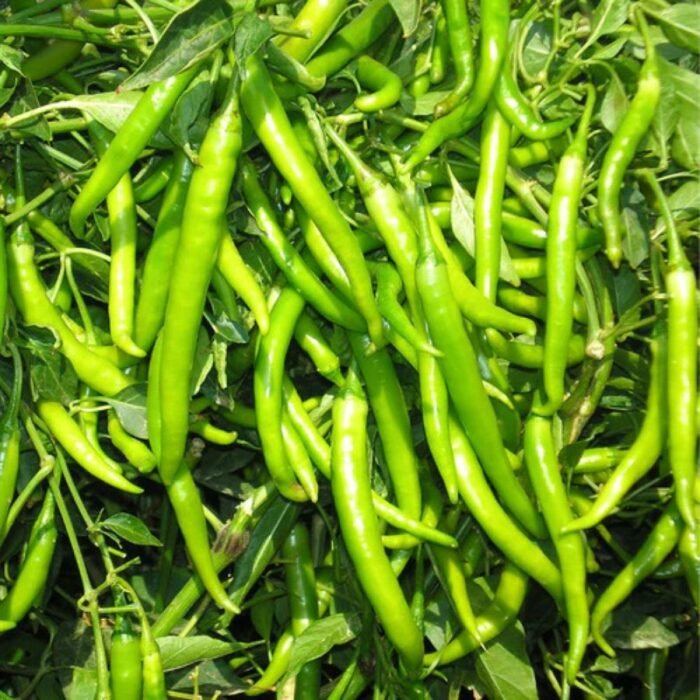Chilli F-1 Hybrid Hari Mirch Vegetable Seeds | High Germination & Yield - Image 2