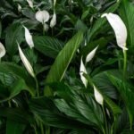 Peace Lily / Spathiphyllum Plant