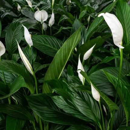 Peace Lily / Spathiphyllum Plant
