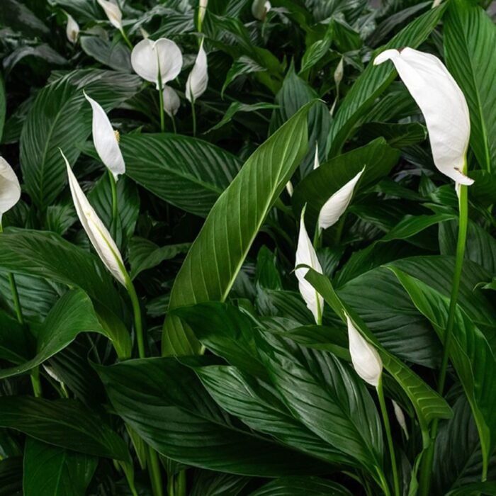 Peace Lily / Spathiphyllum Plant - Image 1