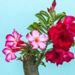 Adenium Multi Grafted Flower Plant (2 Different Colour)