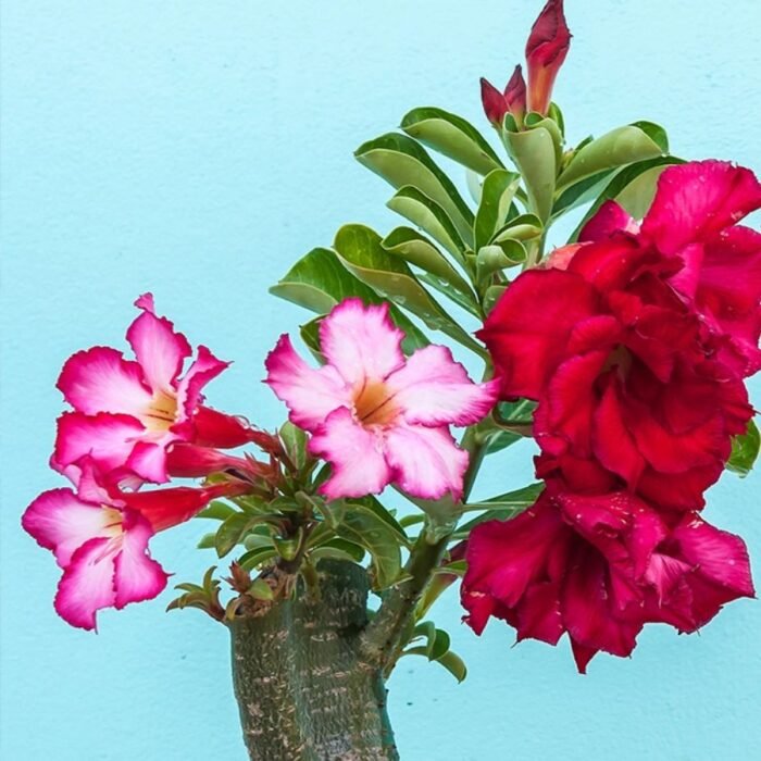Adenium Multi Grafted Flower Plant (2 Different Colour) - Image 1
