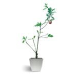 Chiku / Chikoo / Sapota – Grafted Mature Plant - Image 2