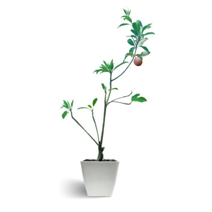 Chiku / Chikoo / Sapota – Grafted Mature Plant - Image 2