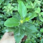 Hibiscus / Gulhad Viceroy / Chinese hibiscus Plant (Sapling) - Image 2