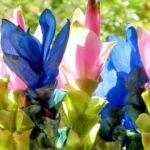 Blue Curcuma (Summer Tulip) Bulbs - Image 2