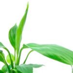 Peace Lily / Spathiphyllum Plant - Image 2