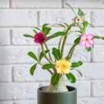 Adenium Multi Grafted Flower Plant (4 Different Colour)