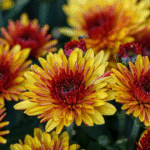 Chrysanthemum/ Guldavari/ Guldaudi Decorative (Choose Color)