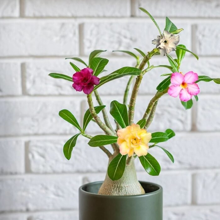 Adenium Multi Grafted Flower Plant (4 Different Colour) - Image 1