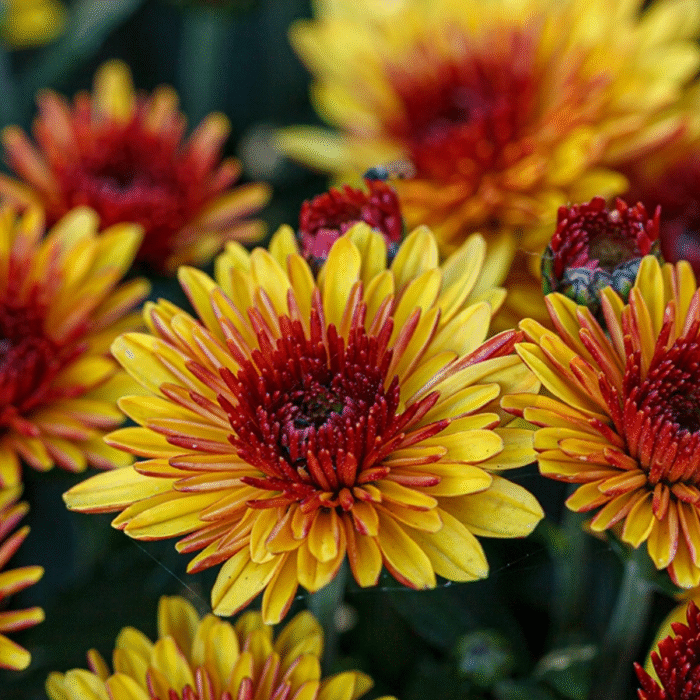 Chrysanthemum/ Guldavari/ Guldaudi Decorative (Choose Color) - Image 1