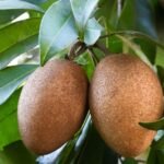Chiku / Chikoo / Sapota – Grafted Mature Plant - Image 3
