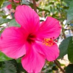 Hibiscus / Gulhad Viceroy / Chinese hibiscus Plant (Sapling) - Image 3