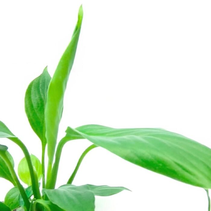 Peace Lily / Spathiphyllum Plant - Image 2