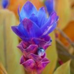 Blue Curcuma (Summer Tulip) Bulbs