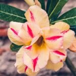 Adenium Rashmika (Triple Petal Yellow & Red)