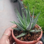 Haworthia Plant