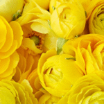 Yellow Ranunculus Buttercups Flower Bulb