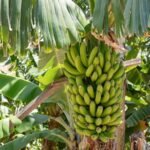 Banana G9 Plant (sapling)