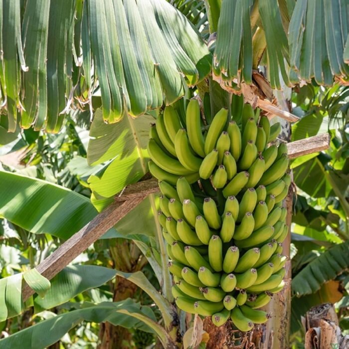 Banana G9 Plant (sapling) - Image 1
