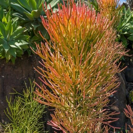 Pencil Cactus / Euphorbia Tirucalli