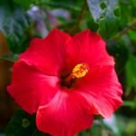Hibiscus / Gulhad Viceroy / Chinese hibiscus Plant (Sapling) - Image 4