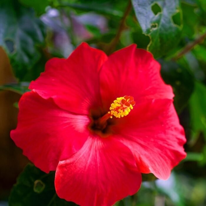 Hibiscus / Gulhad Viceroy / Chinese hibiscus Plant (Sapling) - Image 4