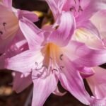 Amaryllis Belladonna Lily (Imported)