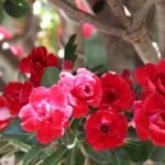 Adenium Samantha (Triple Petal Rose Red)