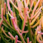 Pencil Cactus / Euphorbia Tirucalli - Image 2