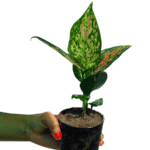 Aglaonema China Valentine