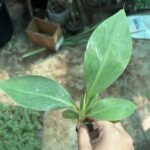 Banana G9 Plant (sapling) - Image 2