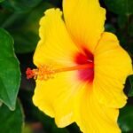 Hibiscus / Gulhad Viceroy / Chinese hibiscus Plant (Sapling) - Image 5