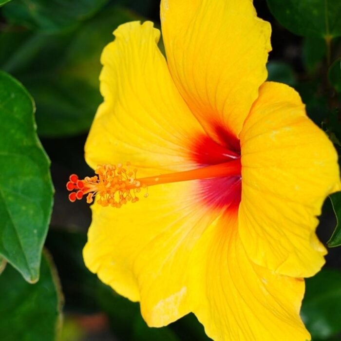 Hibiscus / Gulhad Viceroy / Chinese hibiscus Plant (Sapling) - Image 5