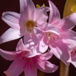 Amaryllis Belladonna Lily (Imported) - Image 2