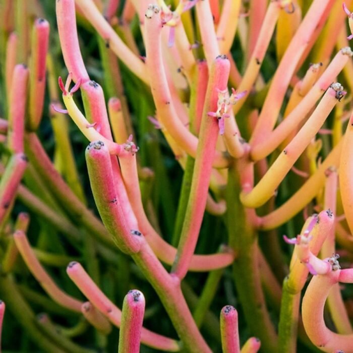 Pencil Cactus / Euphorbia Tirucalli - Image 2