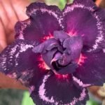 Adenium Sunny Grafted (Triple Petal Hot Purple)