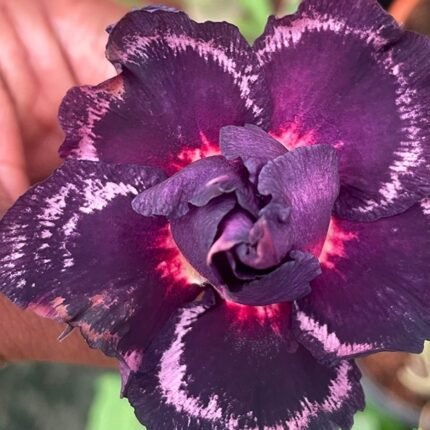 Adenium Sunny Grafted (Triple Petal Hot Purple)