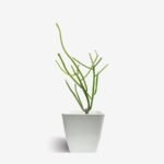 Pencil Cactus / Euphorbia Tirucalli - Image 3