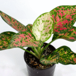 Aglaonema China Valentine - Image 2