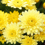 Chrysanthemum/ Guldavari/ Guldaudi Decorative Combo of 8 pcs - Image 7