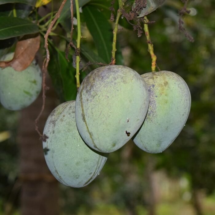 Katimon Mango / All time Mango/ Baramasi Plant- Grafted - Image 1