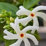 Parijat Plant Sapling (Coral Jasmine / Night Flowering Jasmine / Harsingar / Dwarf Single Petal Jasmine)