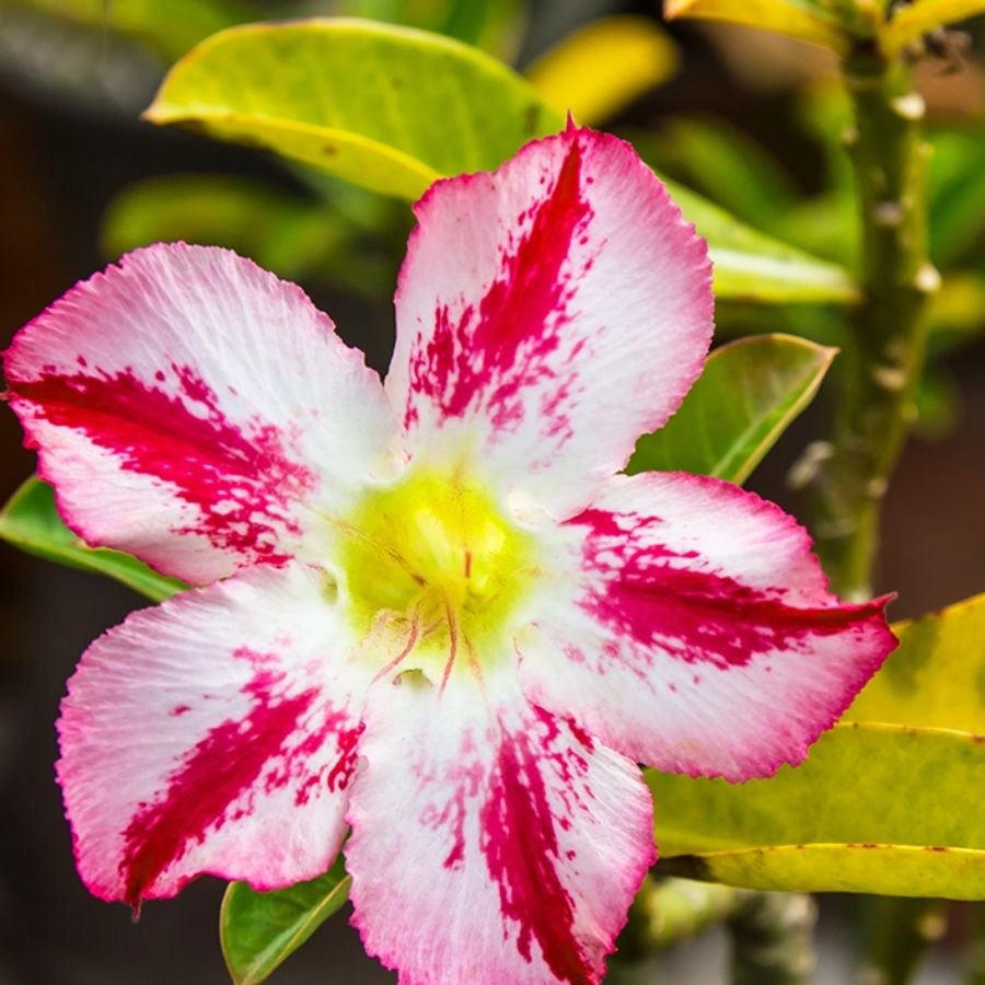 25 Adenium Nargis (Single Petal Red and White) - Image 1