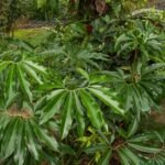 Philodendron Goeldii Plant