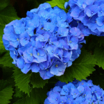 Hydrangea Plant Sapling (Any color)