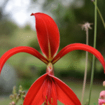 Aztec Lily/ Sprekelia Bulb (Imported) - Image 2