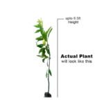 Katimon Mango / All time Mango/ Baramasi Plant- Grafted - Image 3